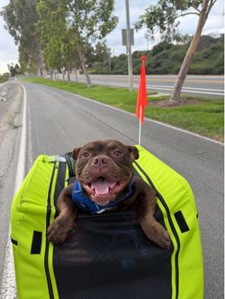 Allen Deluxe Dog Trailer, GREEN