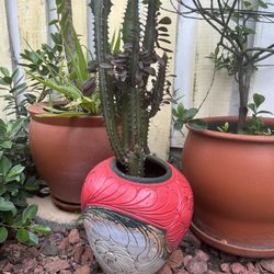 12” Planter & Cactus Plant
