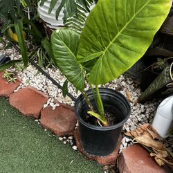Planta