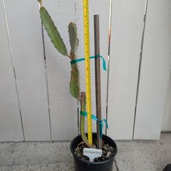 Dragon Fruit- Lisa Variety