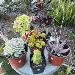 Variety Of Succulents Plants 