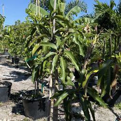 I have these plants available; they are priced a bit lower because the cold weather caused some minor frost damage. The price is $95 each.