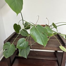 Monstera Plant With Terracotta Pot