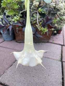 Angels Trumpet Plant Tree
