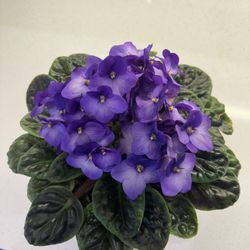 African Violet Plant
