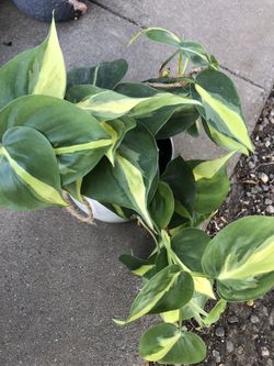 Philodendron Brazil In 5 Inch Ceramic Pot