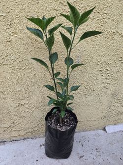 Piquin Plantas de chiles