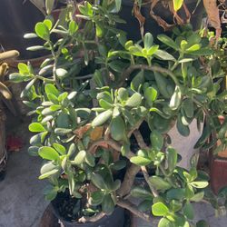 Plants Jade In Large Pots