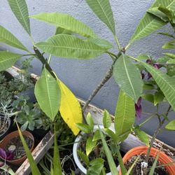 plants