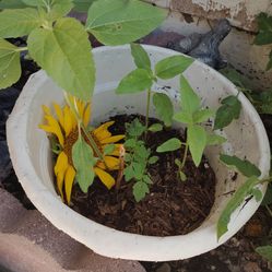 Tomato three started 🌻 s and a bonus flower that has already culta aged seeds