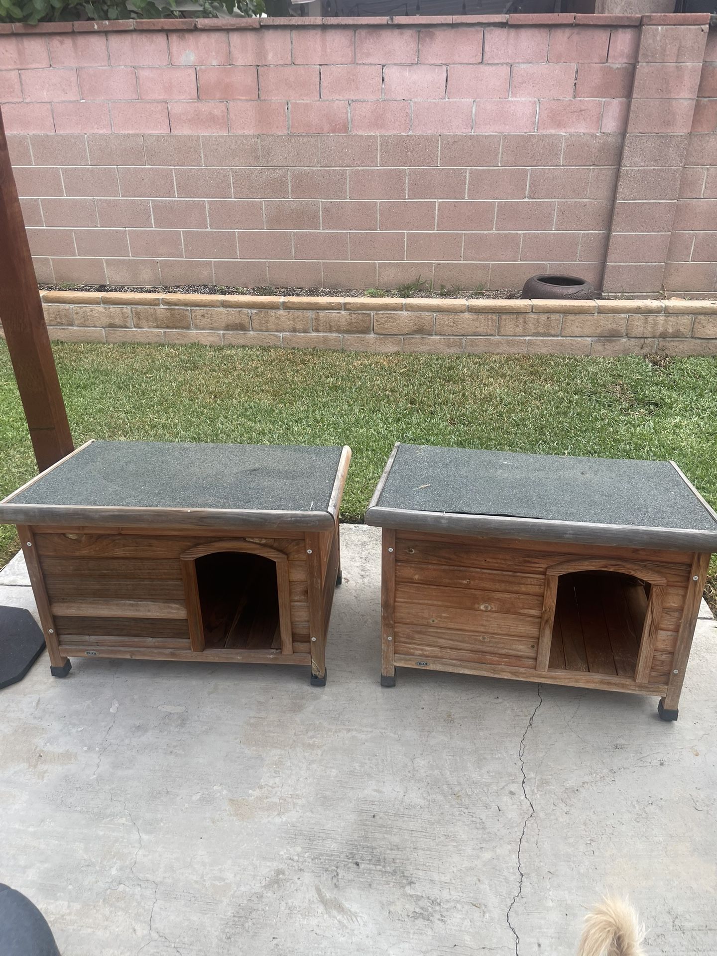 Dog House