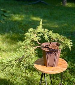 Bonsai juniper