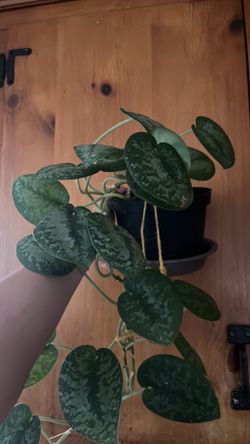 Trailing scindapsis plant