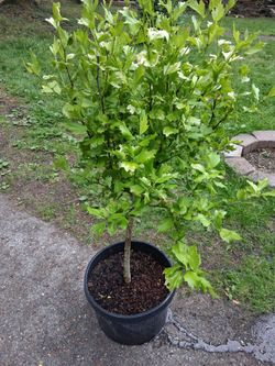 Plants and Tree bundle