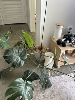 Monstera