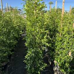 Ficus Nitida Indian Laurel Privacy Hedge