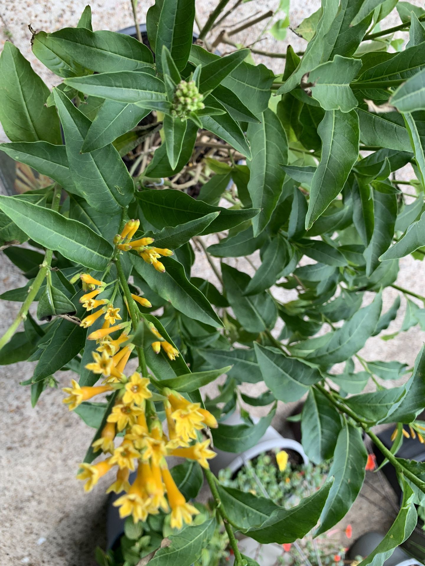 Orange Zest Cestrum Shrub
