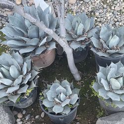  Agave Plants