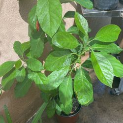 Avocado Tree
