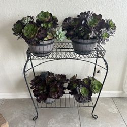 Stand With 4 Succulents 