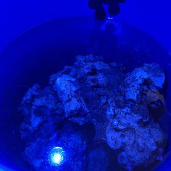 Saltwater Aquarium live Rock