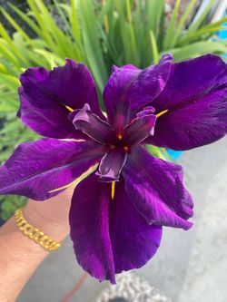 Water Iris, Pond Plant, Water Garden