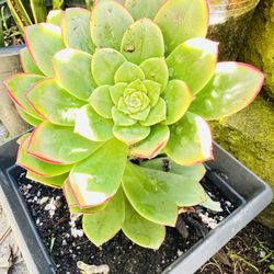 big succulent, Pick Up By UCSD. 