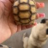 Leolove