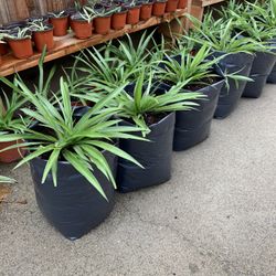 Various Plants And Succulents