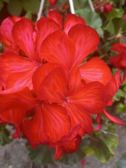 Ivy geranium hanging basket