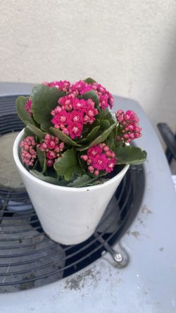 Plant in ceramic pot