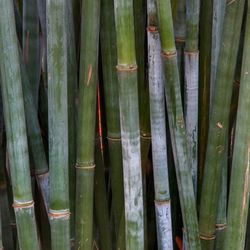 Blue Bamboos, Clumping ~ B. chungii  &  B. chungii 'Barbellata'