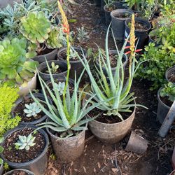 Decoration Aloe Vera With Flower   In 1 and 2 Gallon Pot  