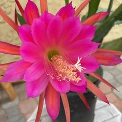 Epiphyllum Bright pink with stripes