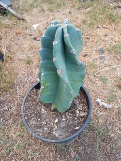 Twisted proven Apple cactus plant