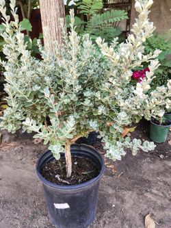 Texas sage color white