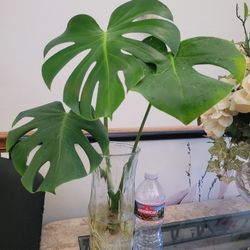 Monstera Deliciousa Plant Rooted In a Vase