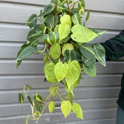 6” brazilian philodendron