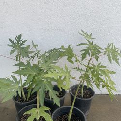 Papaya Plants
