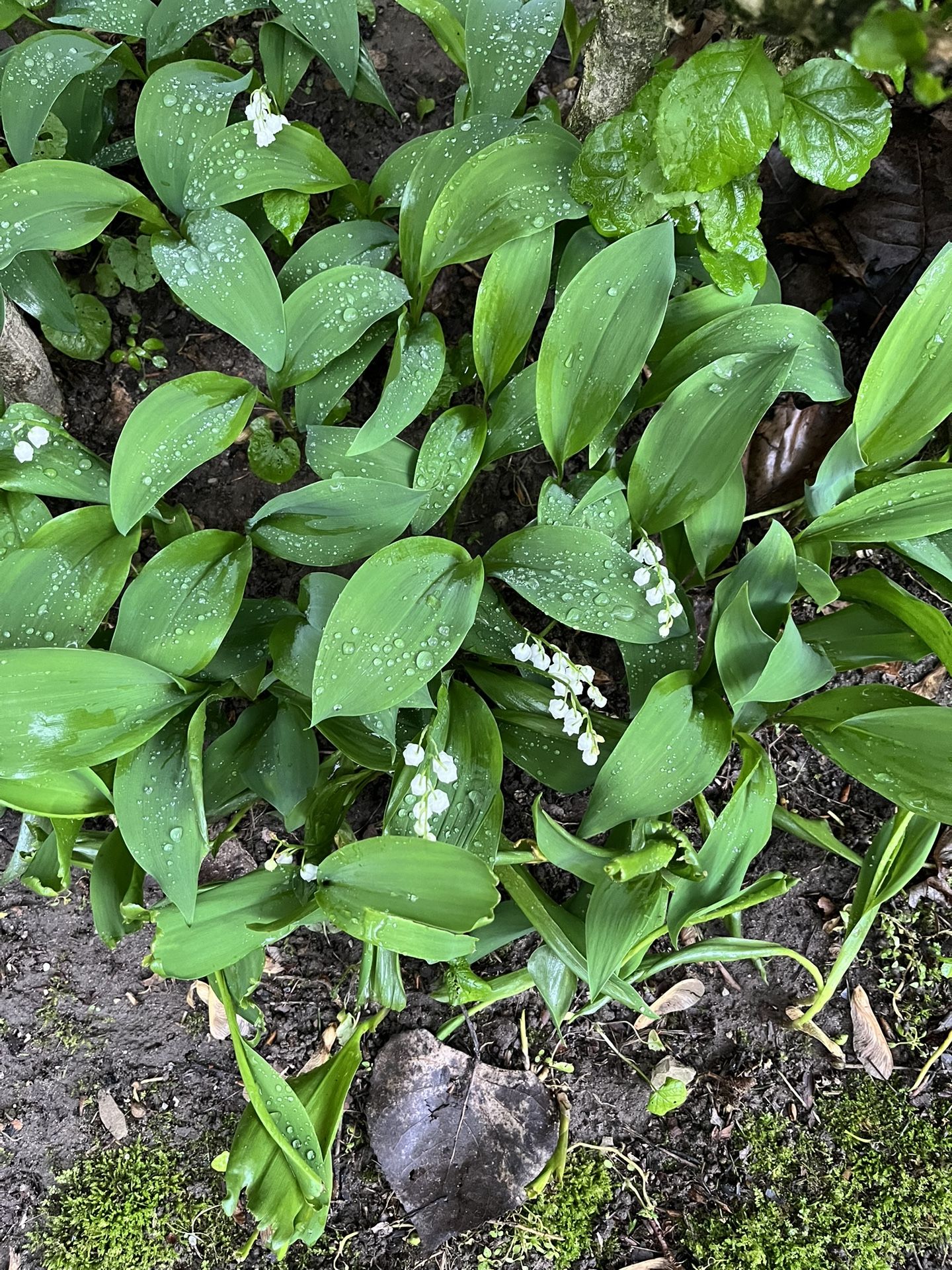 Lily Of The Valley Plants