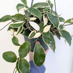 Hoya Carnosa Variegated Krimson Queen Plant 6" Pot - Indoor House Plants 