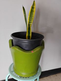Snake plant
