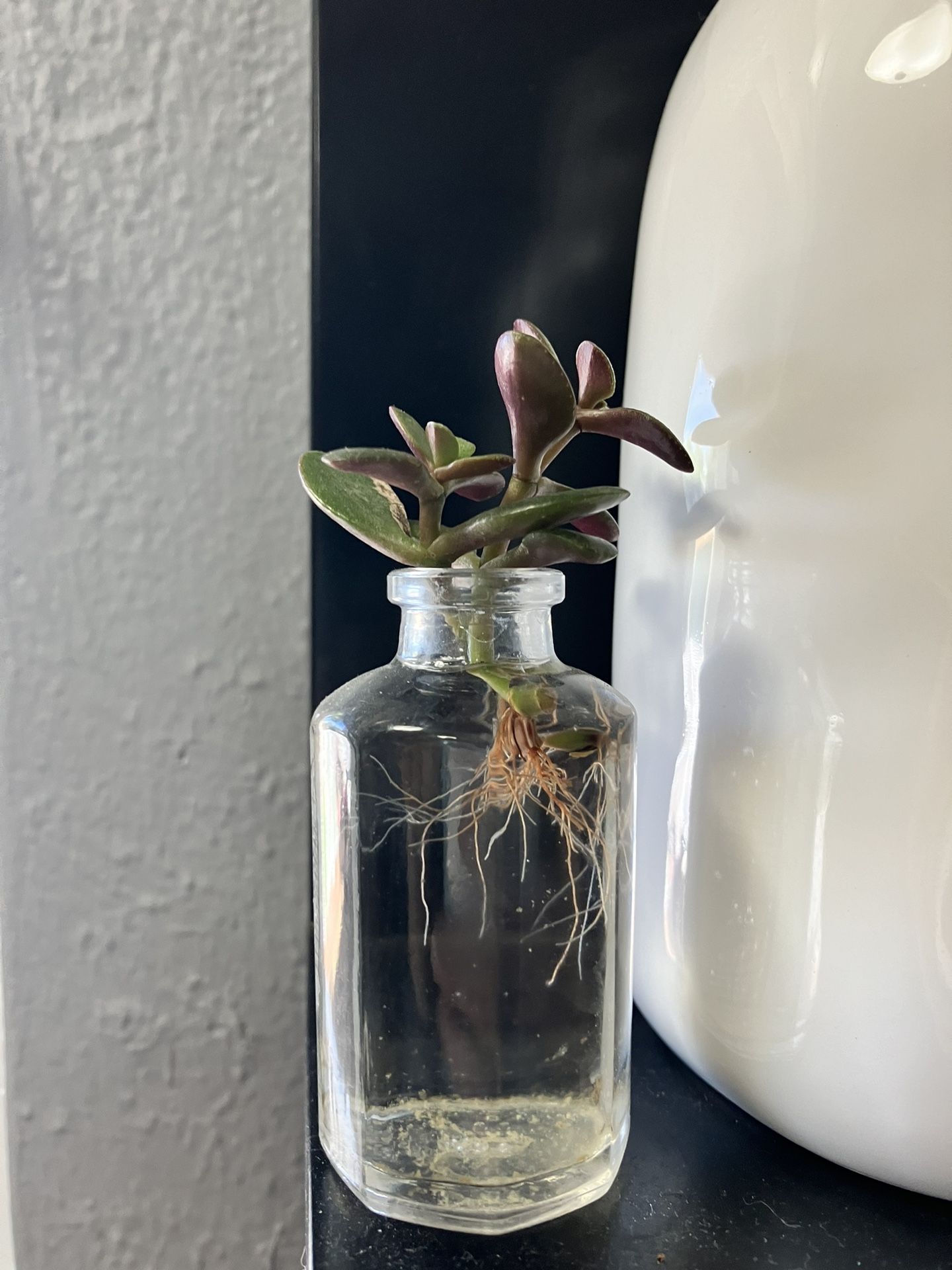 Cute Healthy Jade Cutting 