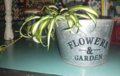 Spider Plant