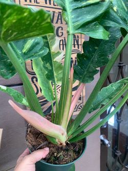 Philo ring of fire indoor plants