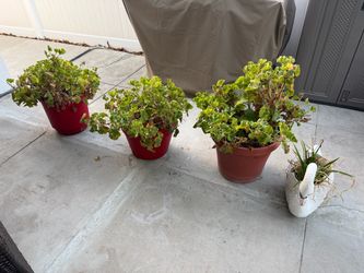Free Potted Plants