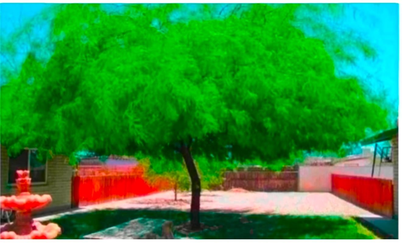 Chilean Thornless Mesquite Trees in 15 Gallons 7 1/2 From the ground uThe Tall $90 Each Price Firm.