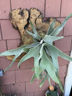 Gorgeous Veitchii Staghorn Fern On Burl Wood
