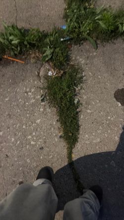 Grass
