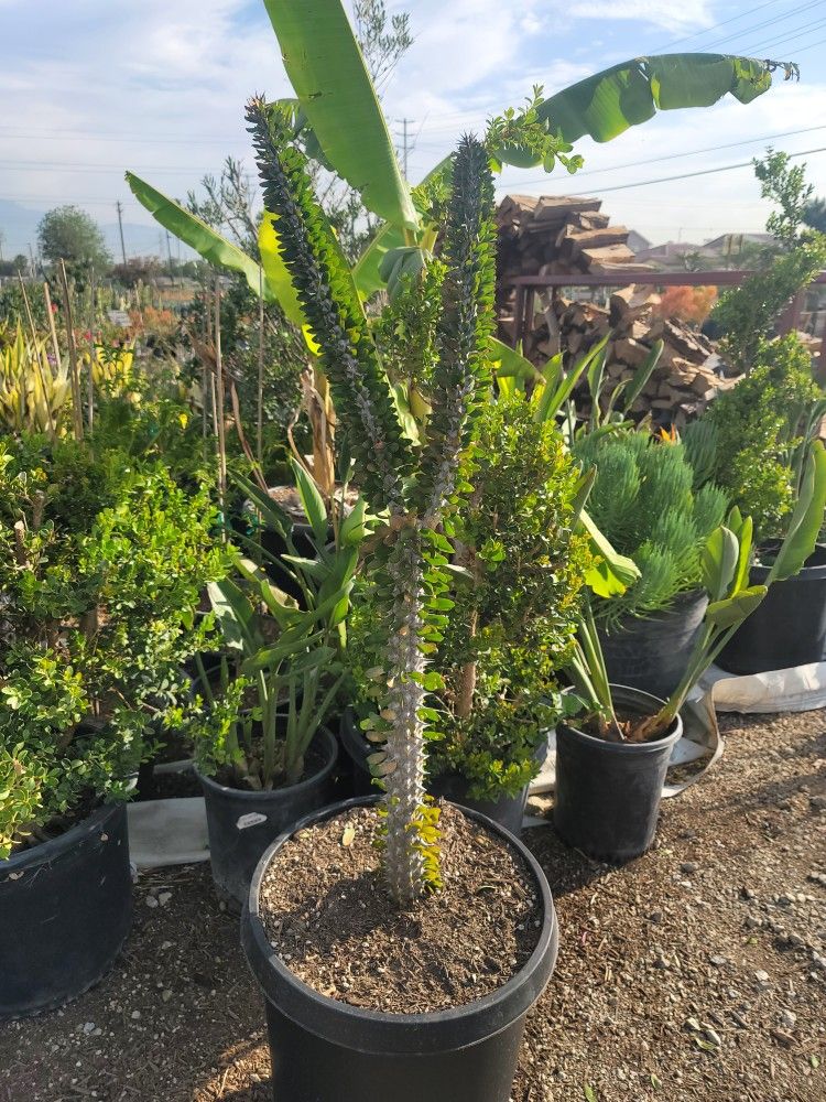 Ocotillo Cactus 